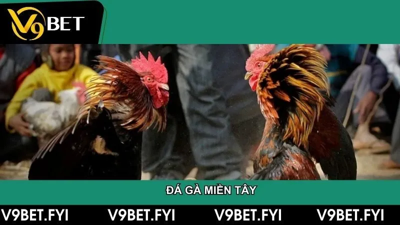 Đá gà miền tây – Truyền thống và đam mê của người dân nam bộ